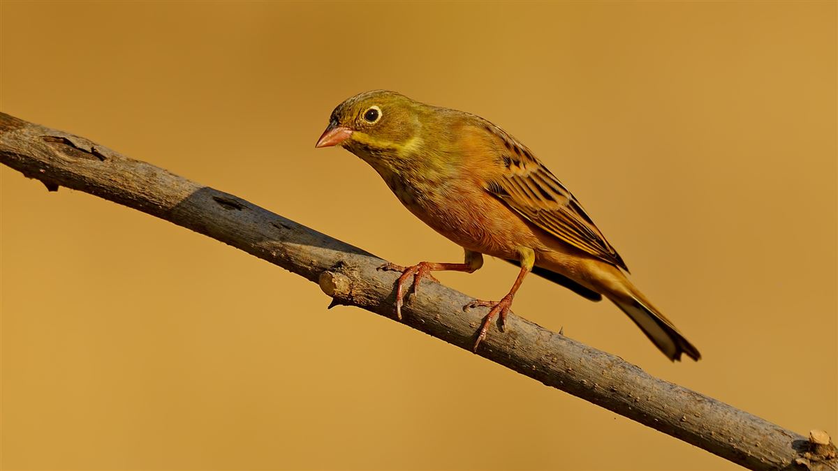 Ortolan Bunting