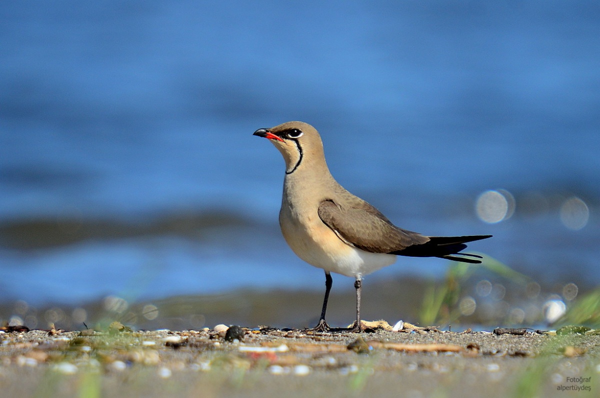 Collared Pratincole