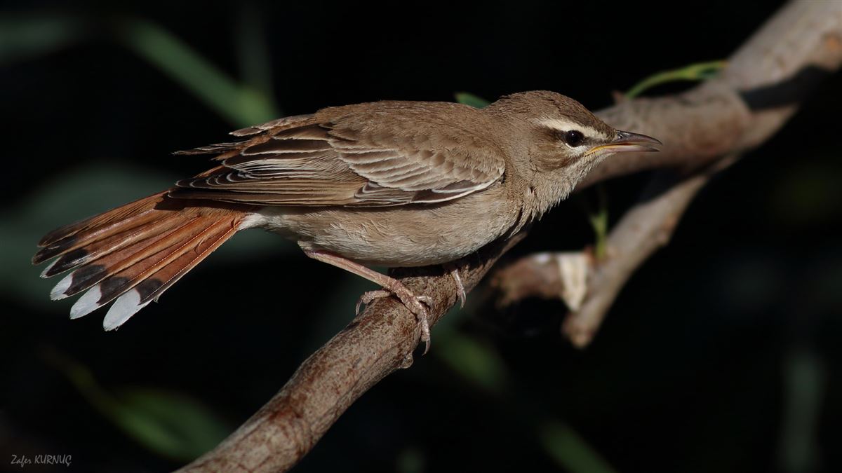 Rufous-tailed Scrub Robin