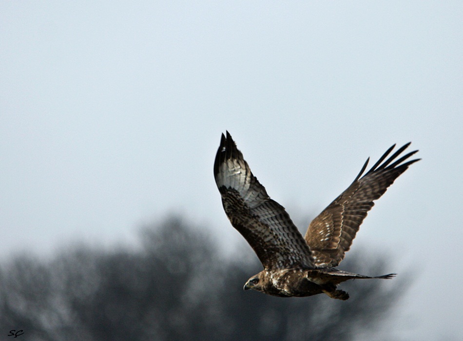 Common Buzzard