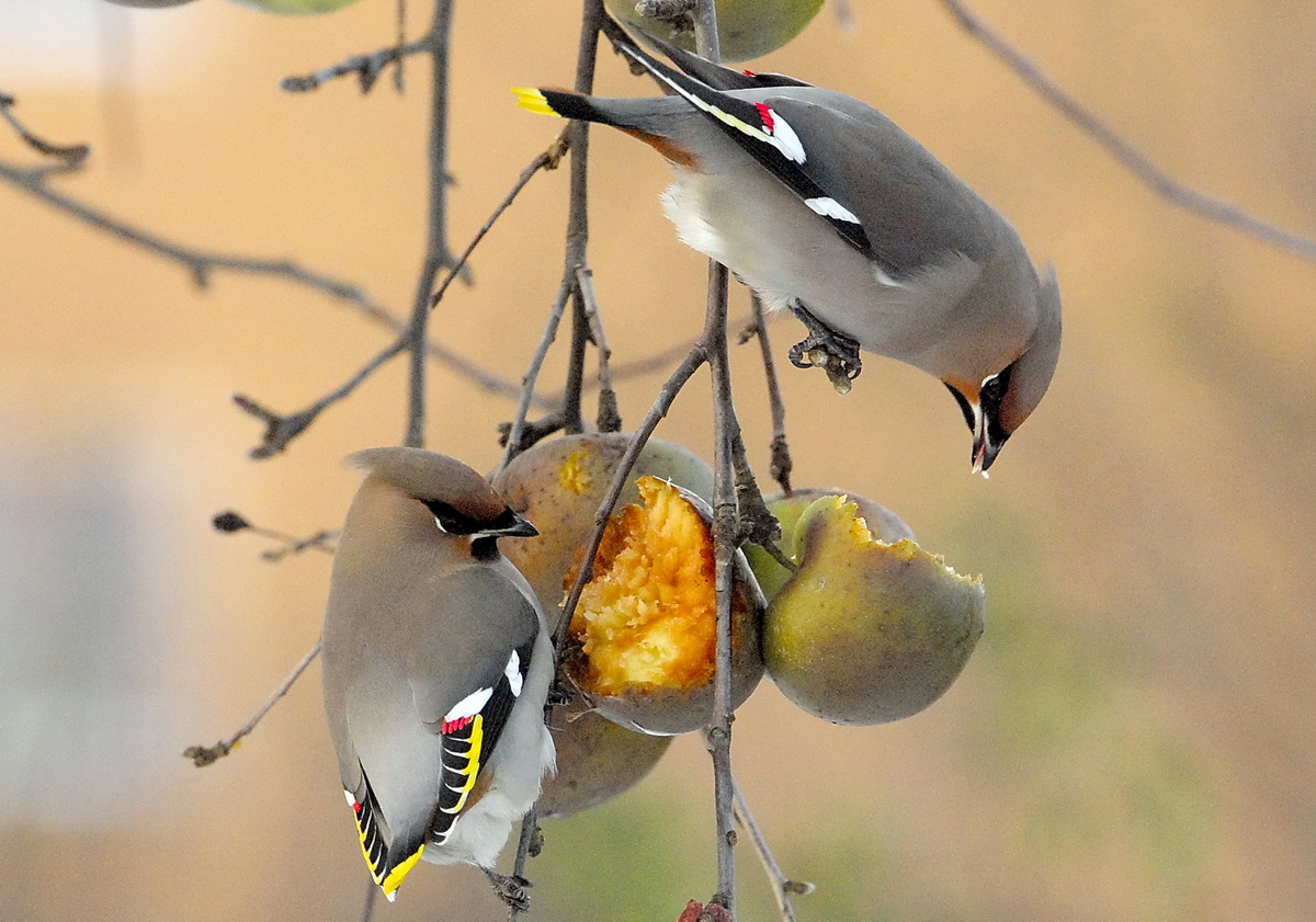 Bohemian Waxwing