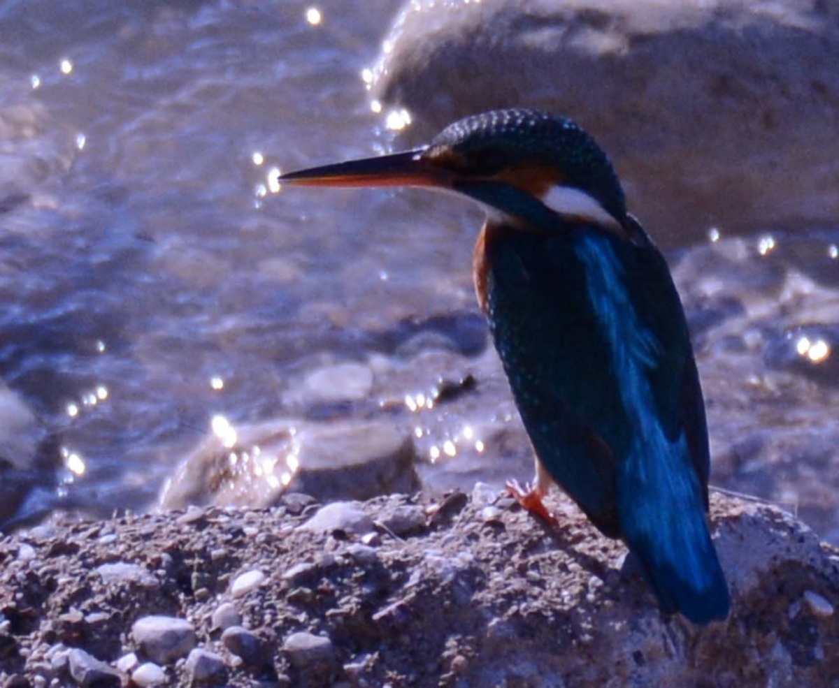 Common Kingfisher