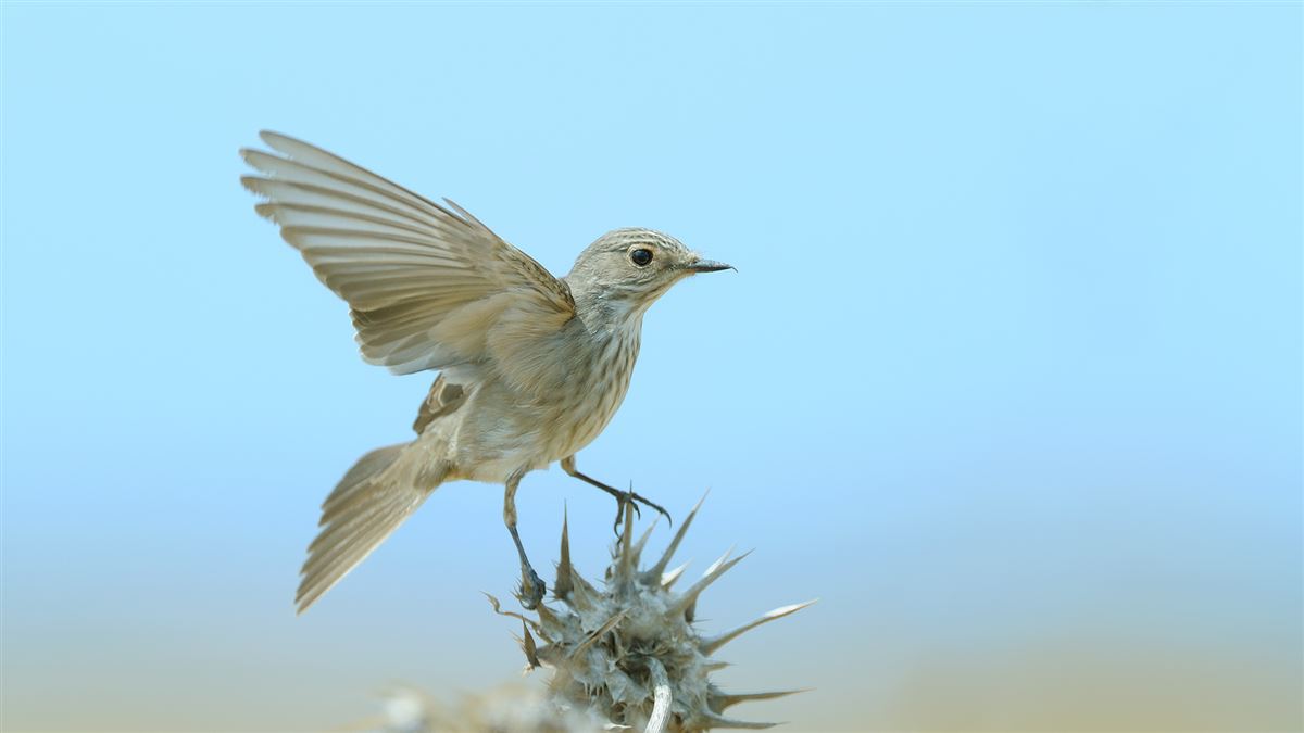Spotted Flycatcher