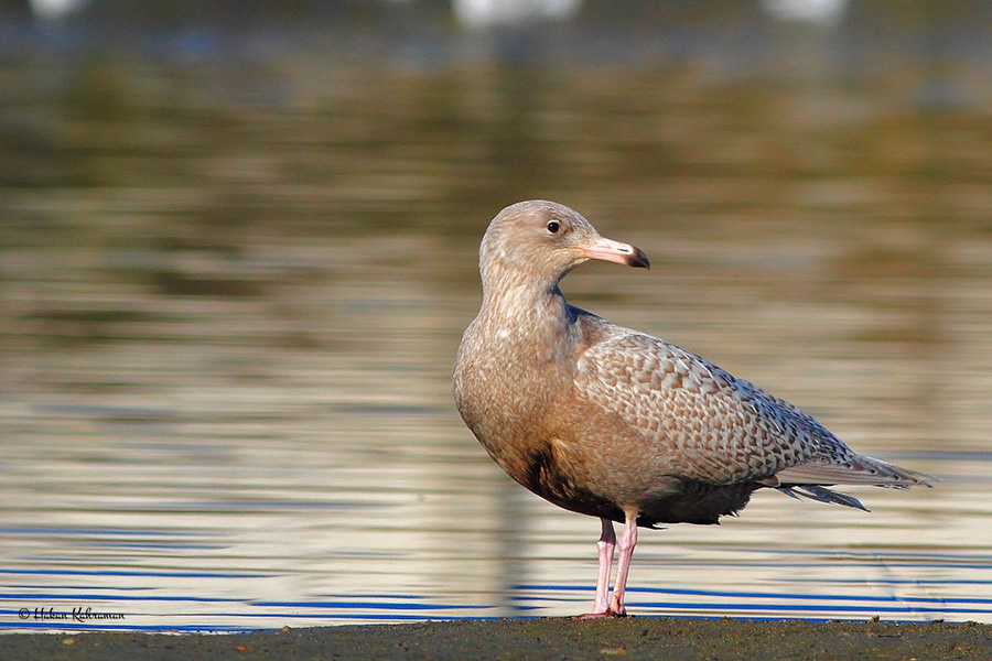 Glaucous Gull