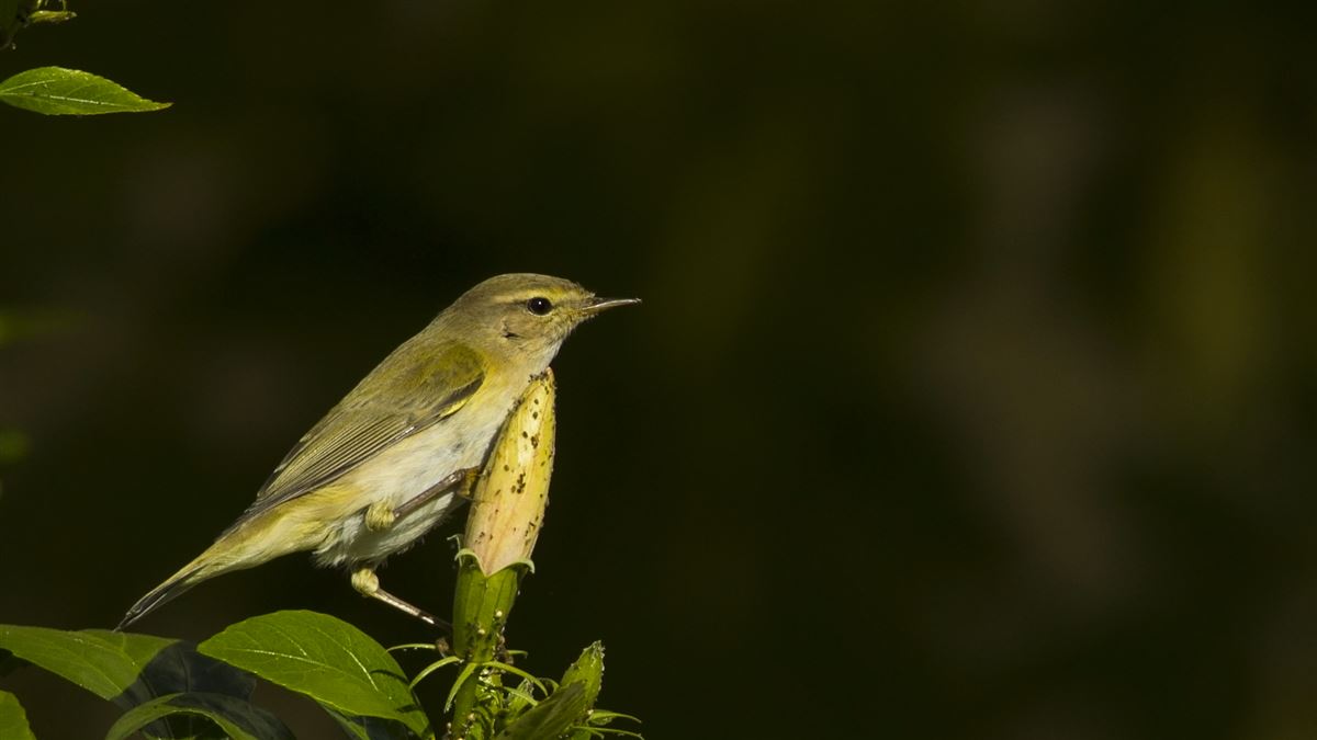 Common Chiffchaff