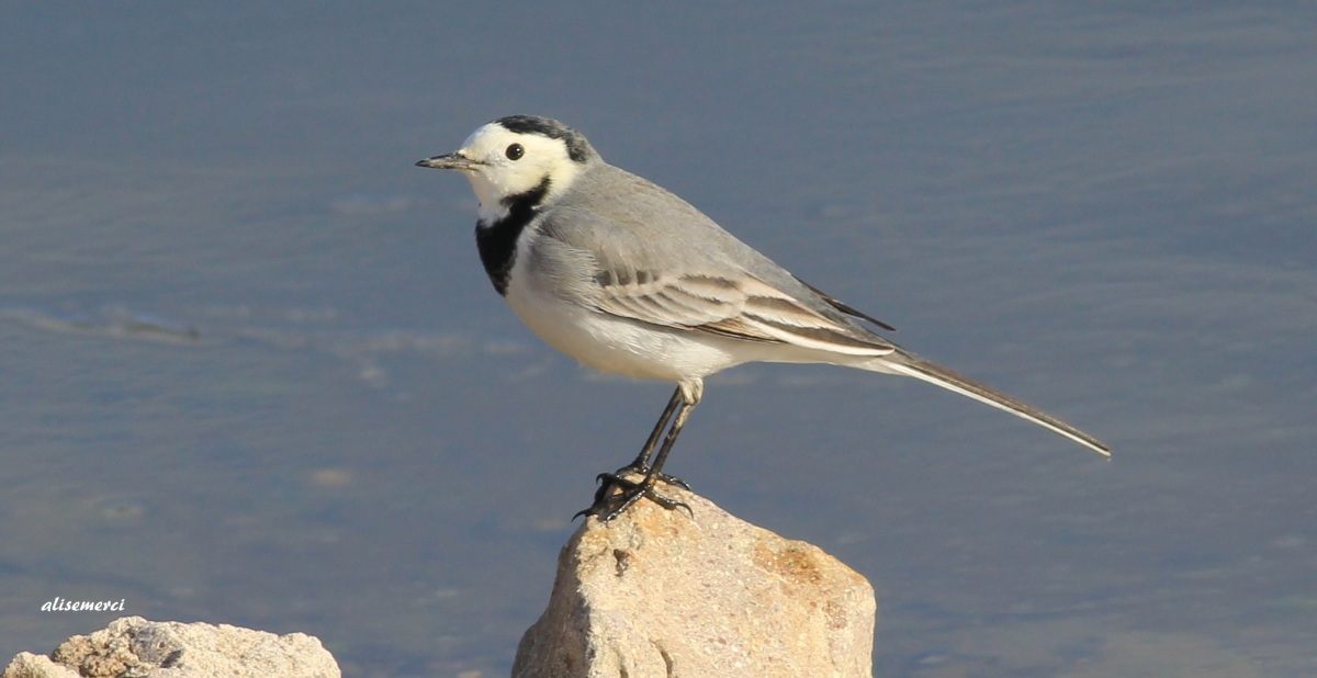 White Wagtail
