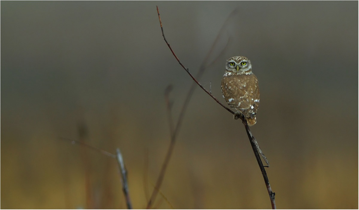 Little Owl