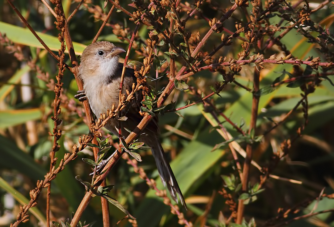 Iraq Babbler