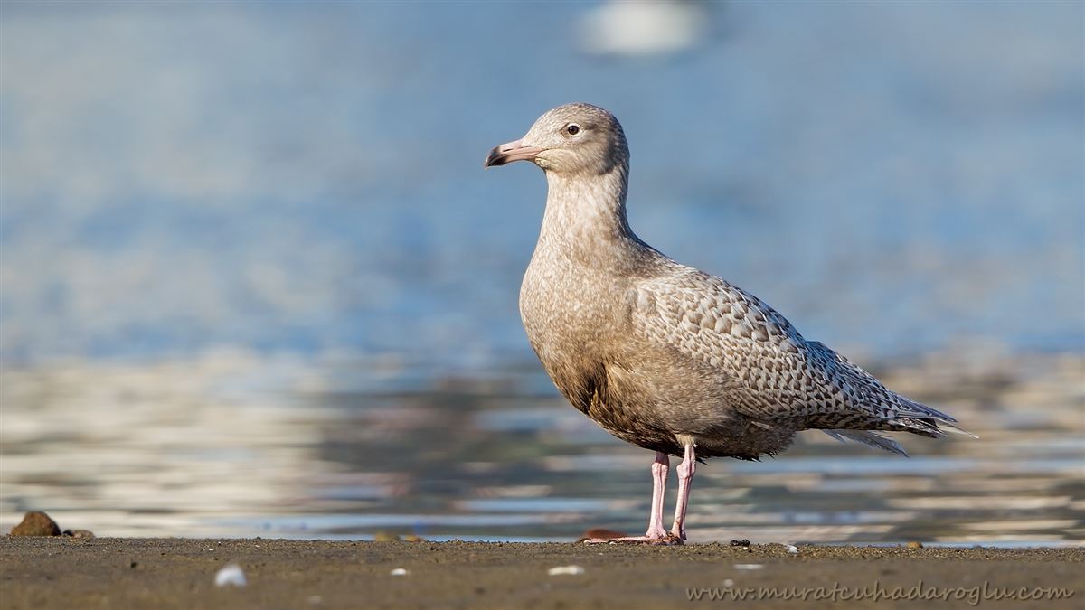 Glaucous Gull