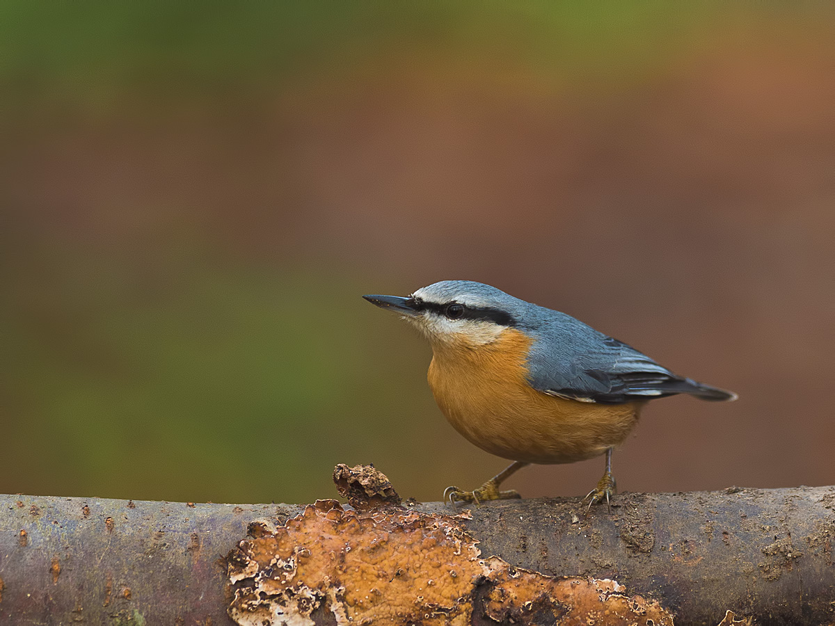 Eurasian Nuthatch