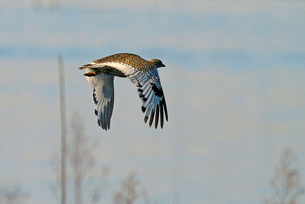 Little Bustard