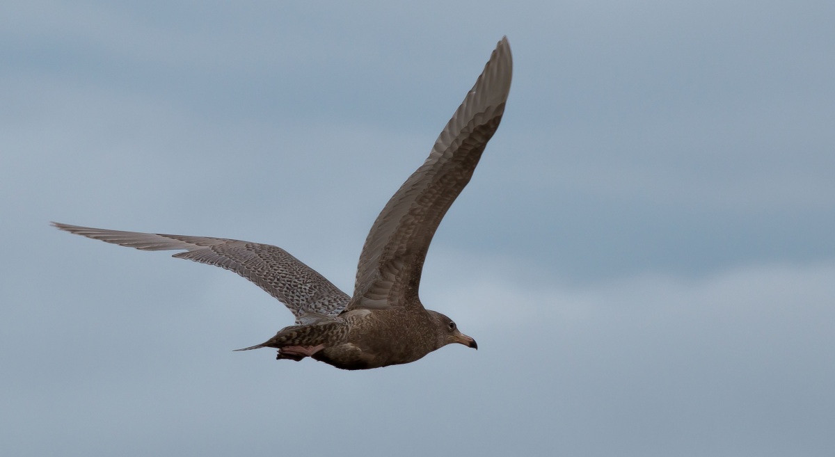 Glaucous Gull