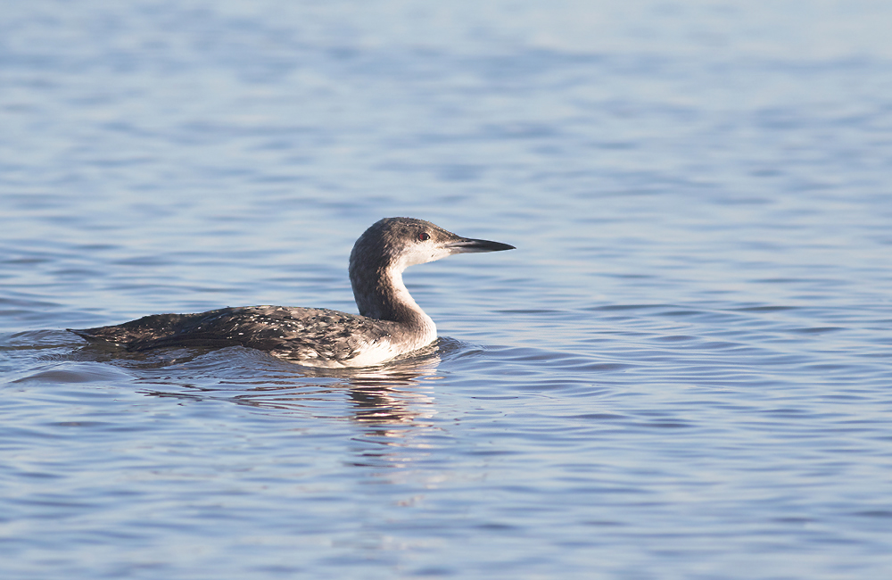 Black-throated Loon