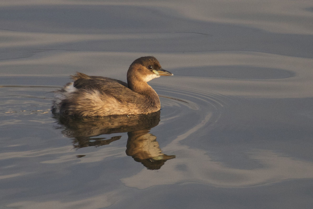 Little Grebe
