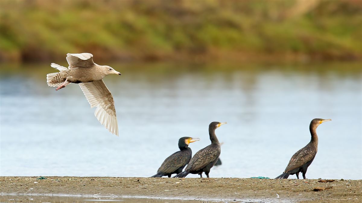 Glaucous Gull