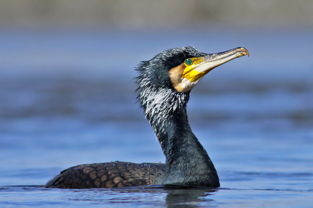 Great Cormorant