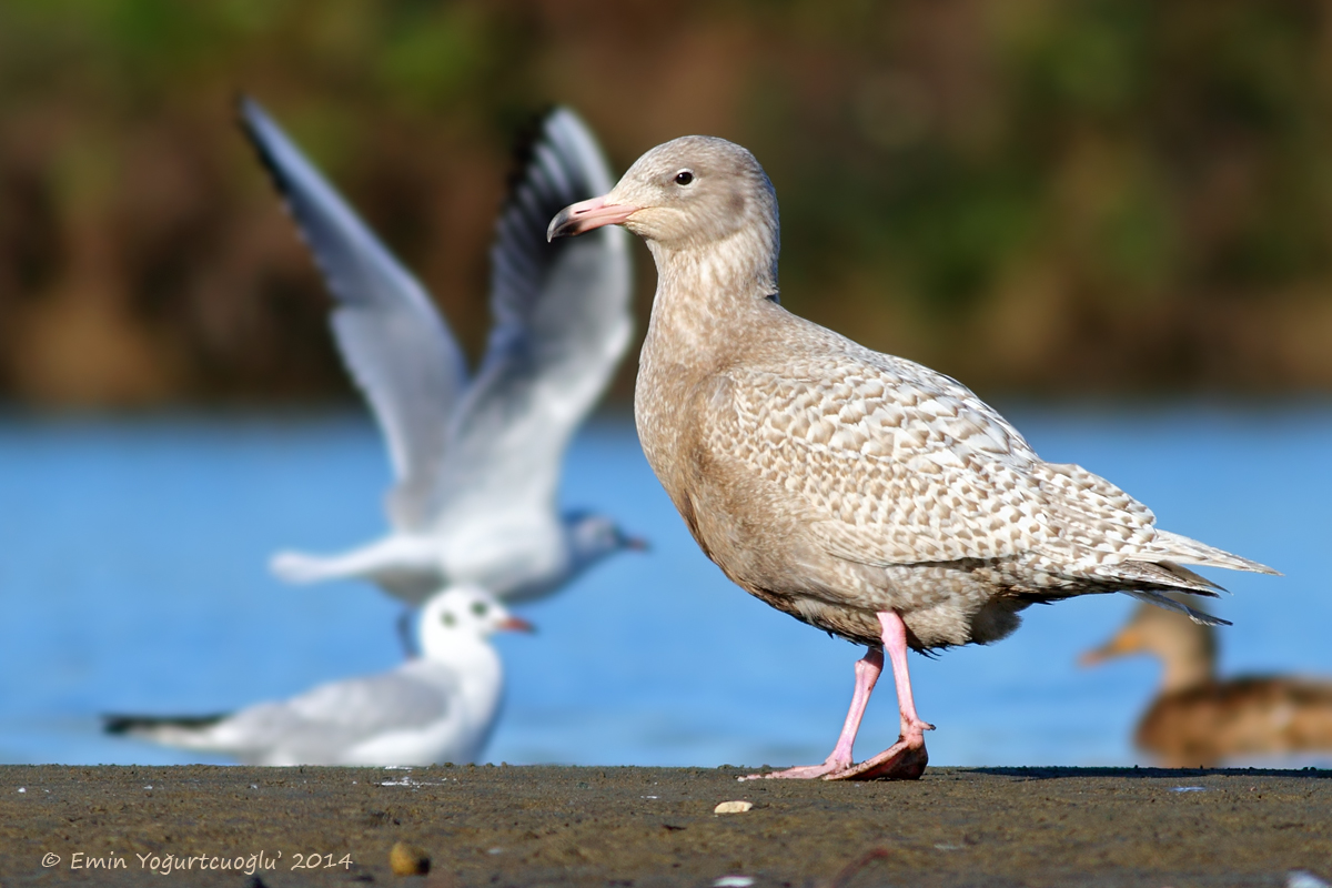 Glaucous Gull