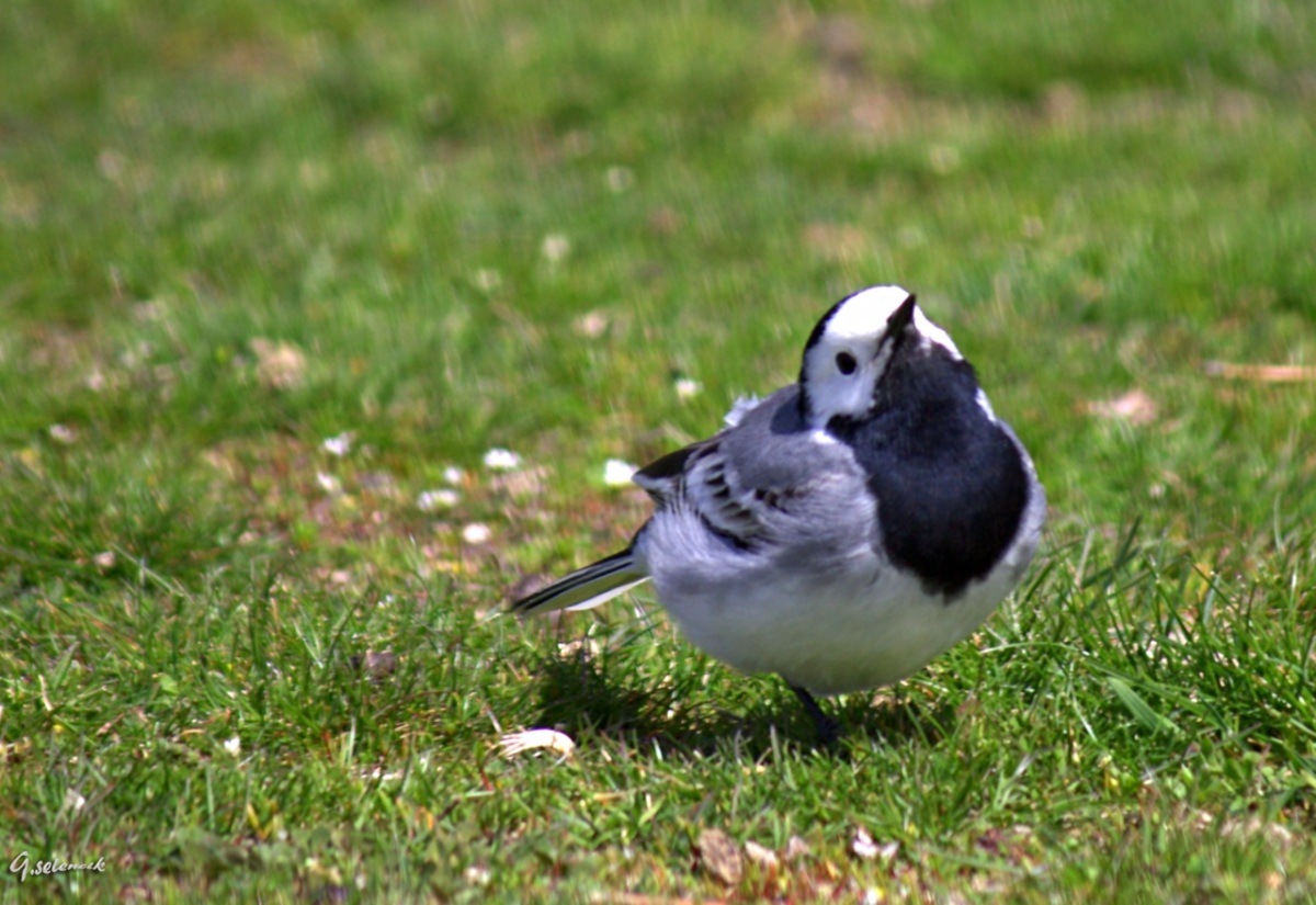 White Wagtail