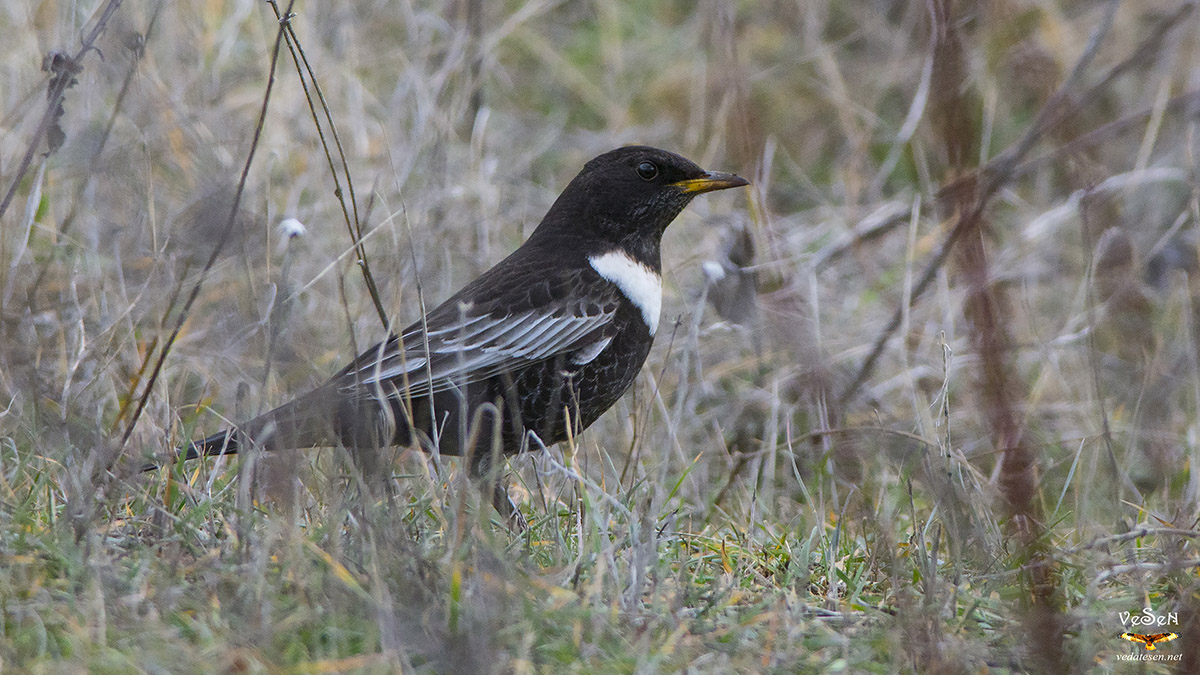 Ring Ouzel
