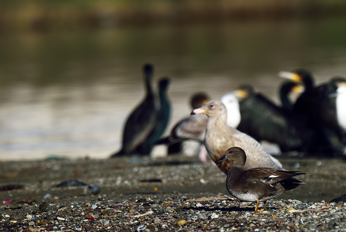 Gadwall