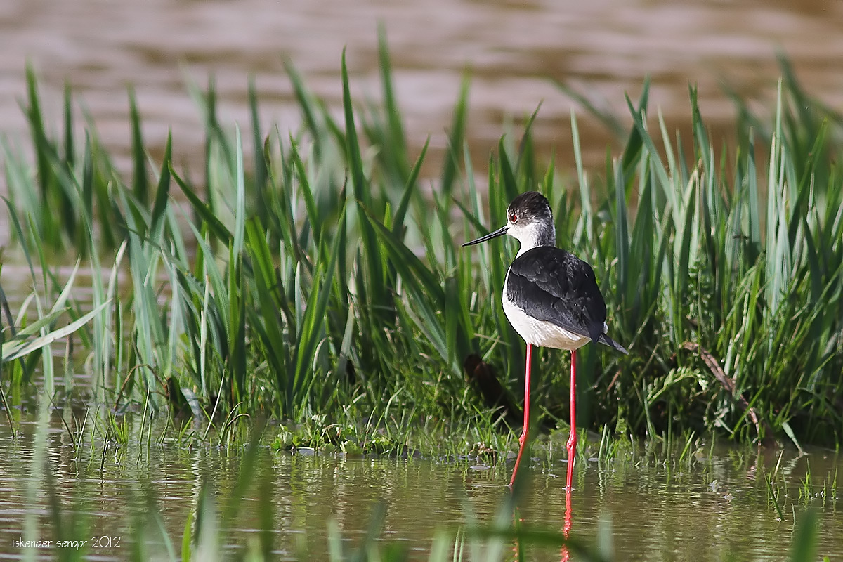 Black-winged Stilt