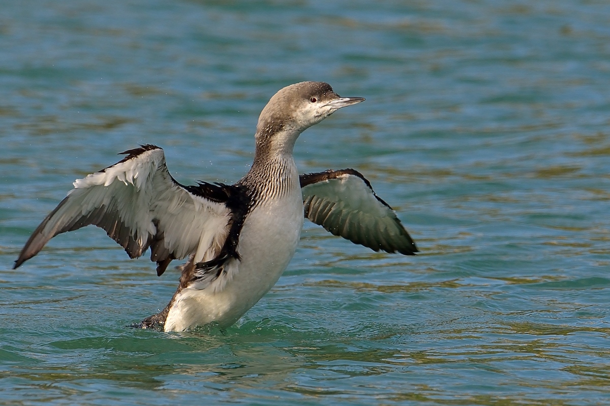 Black-throated Loon