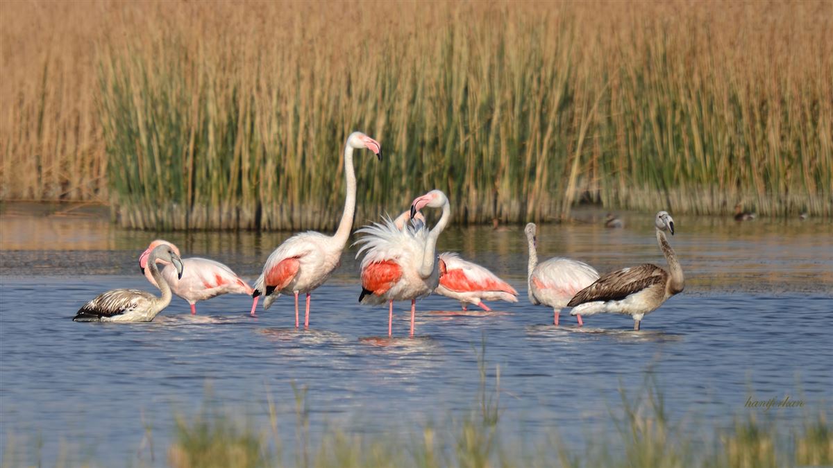 Greater Flamingo