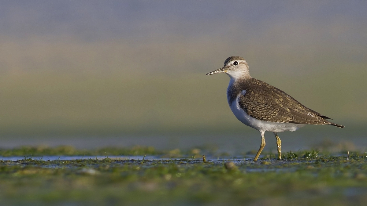 Common Sandpiper