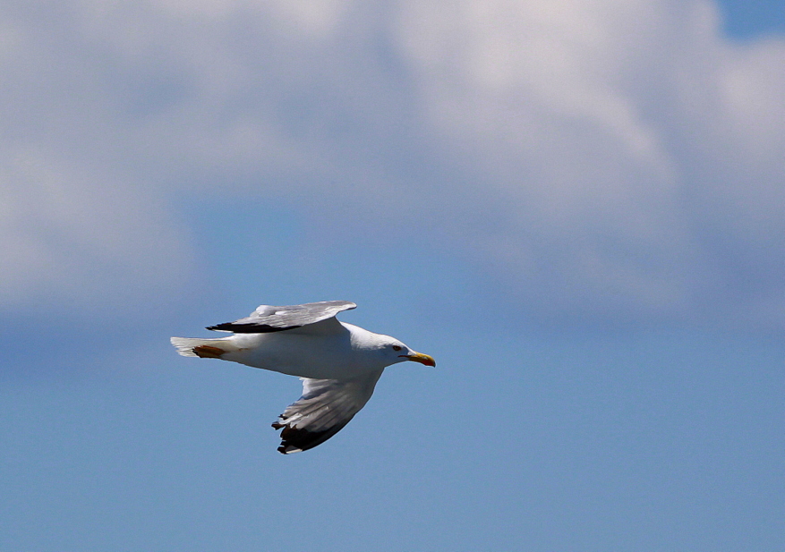 Yellow-legged Gull