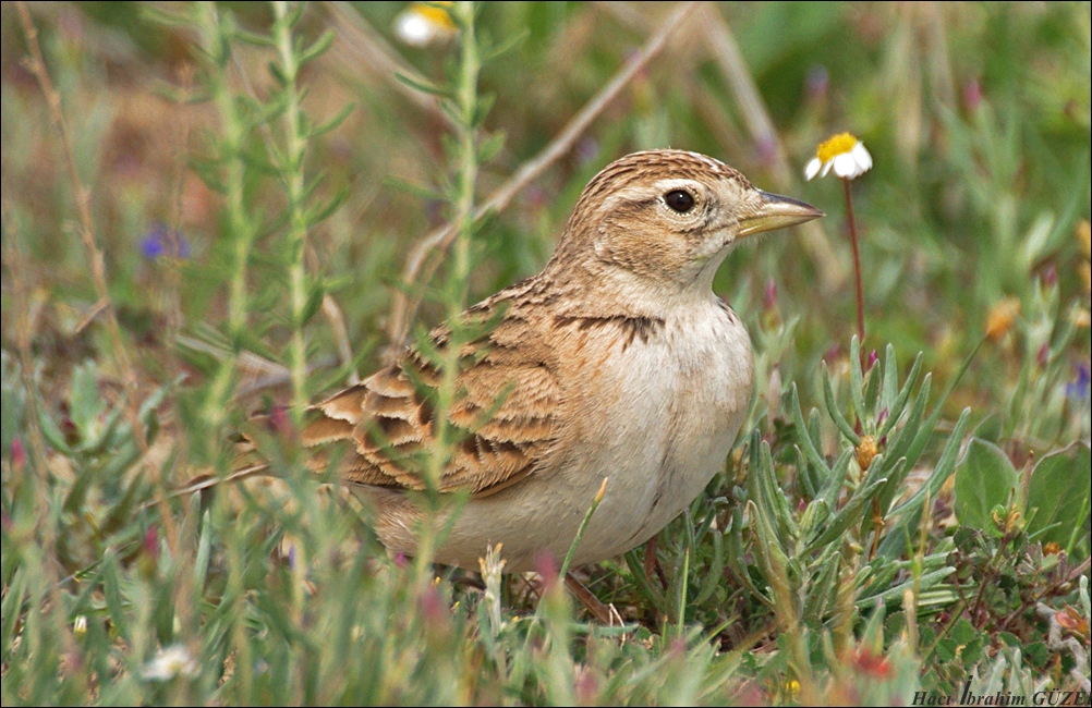 Greater Short-toed Lark