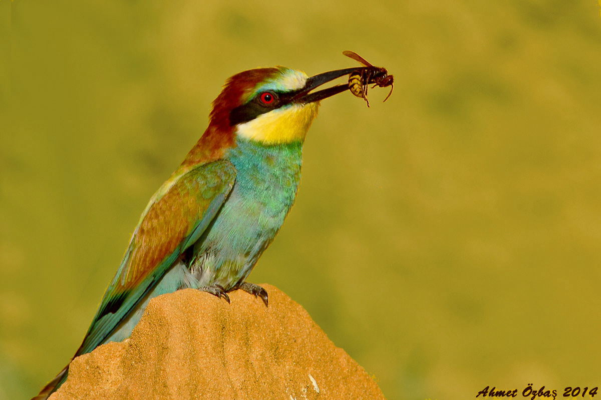 European Bee-eater