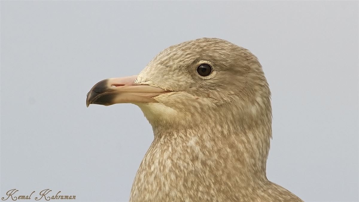 Glaucous Gull