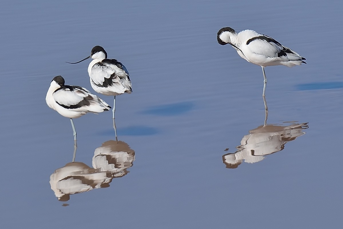 Pied Avocet