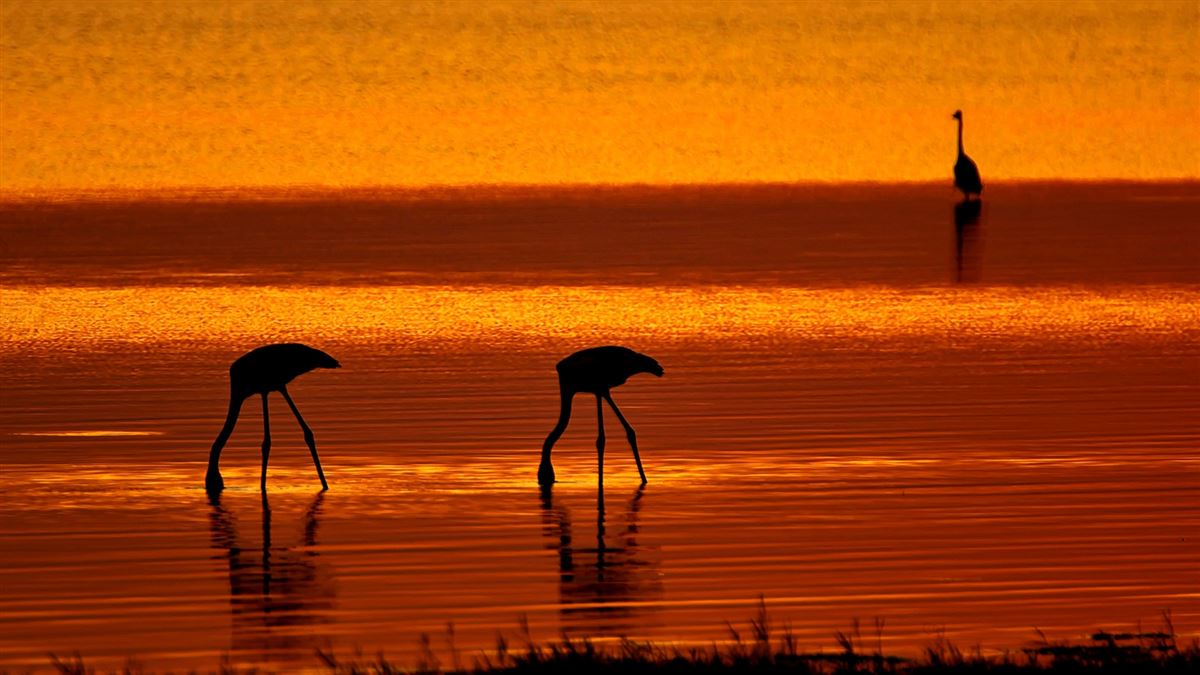 Greater Flamingo