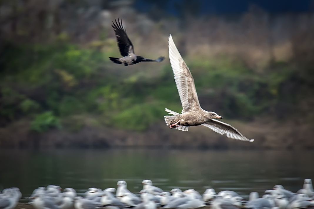 Glaucous Gull