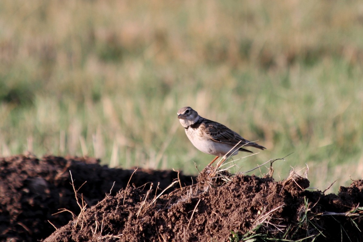Calandra Lark