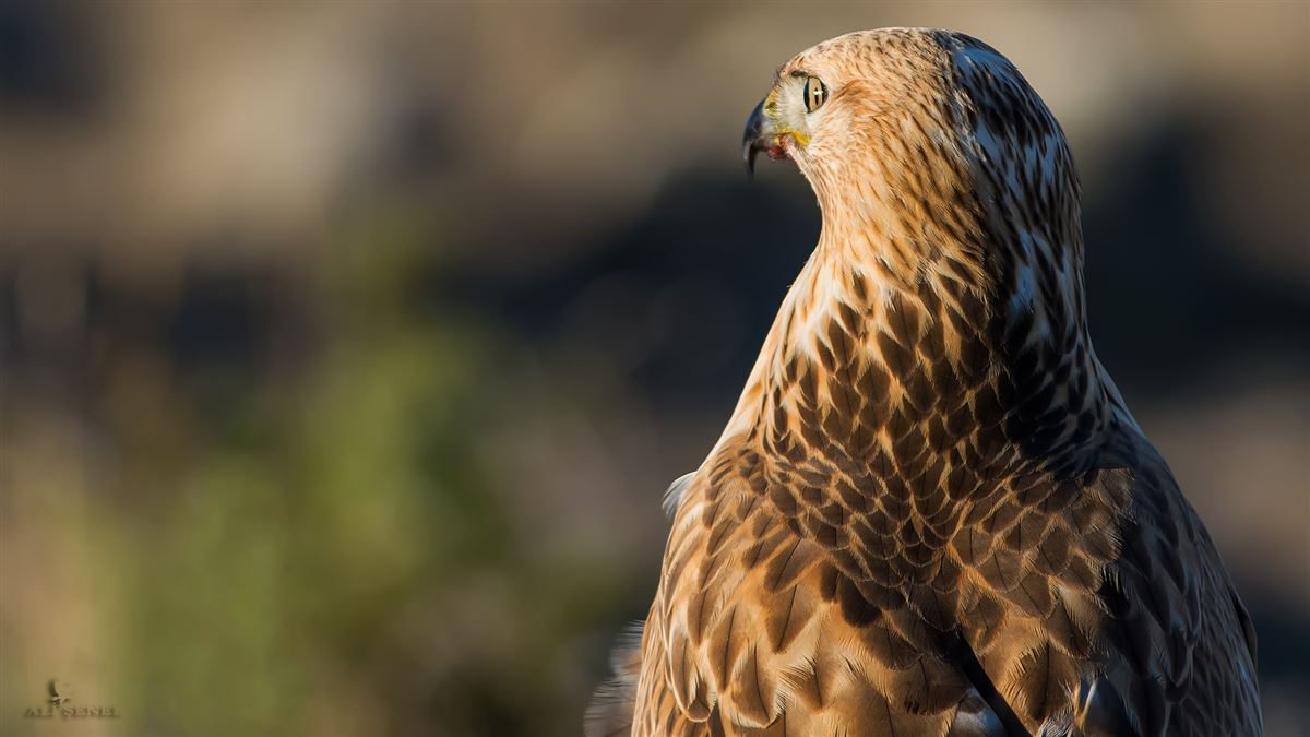 Long-legged Buzzard