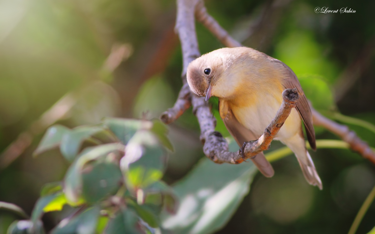 Red-breasted Flycatcher