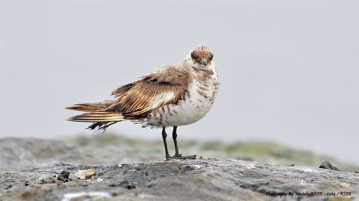 Parasitic Jaeger