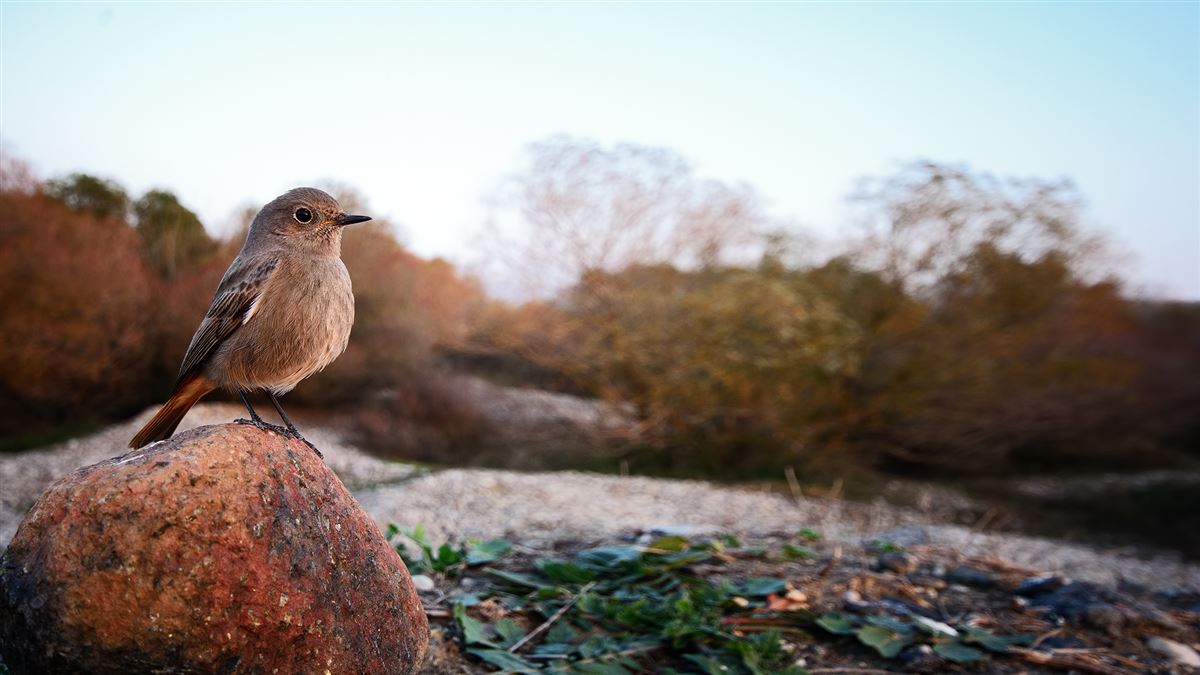 Black Redstart