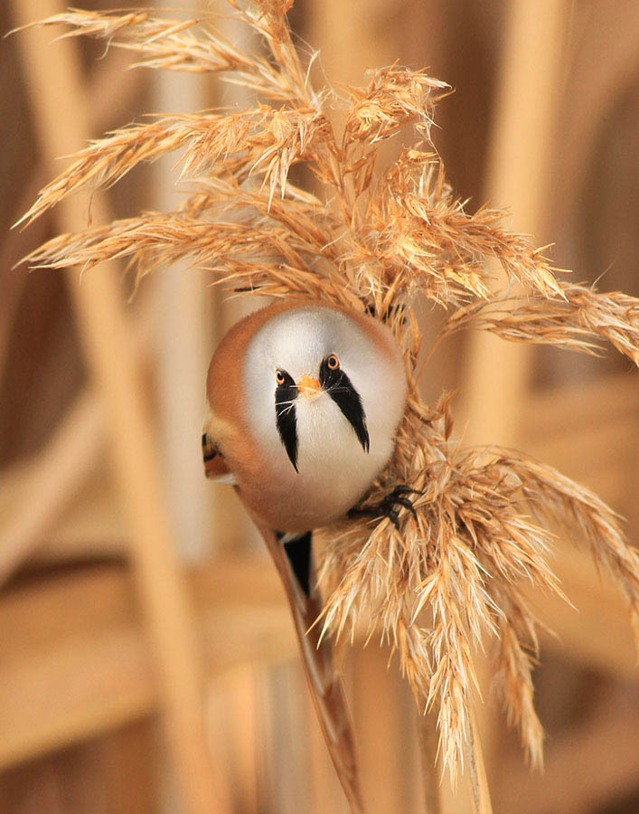 Bearded Reedling