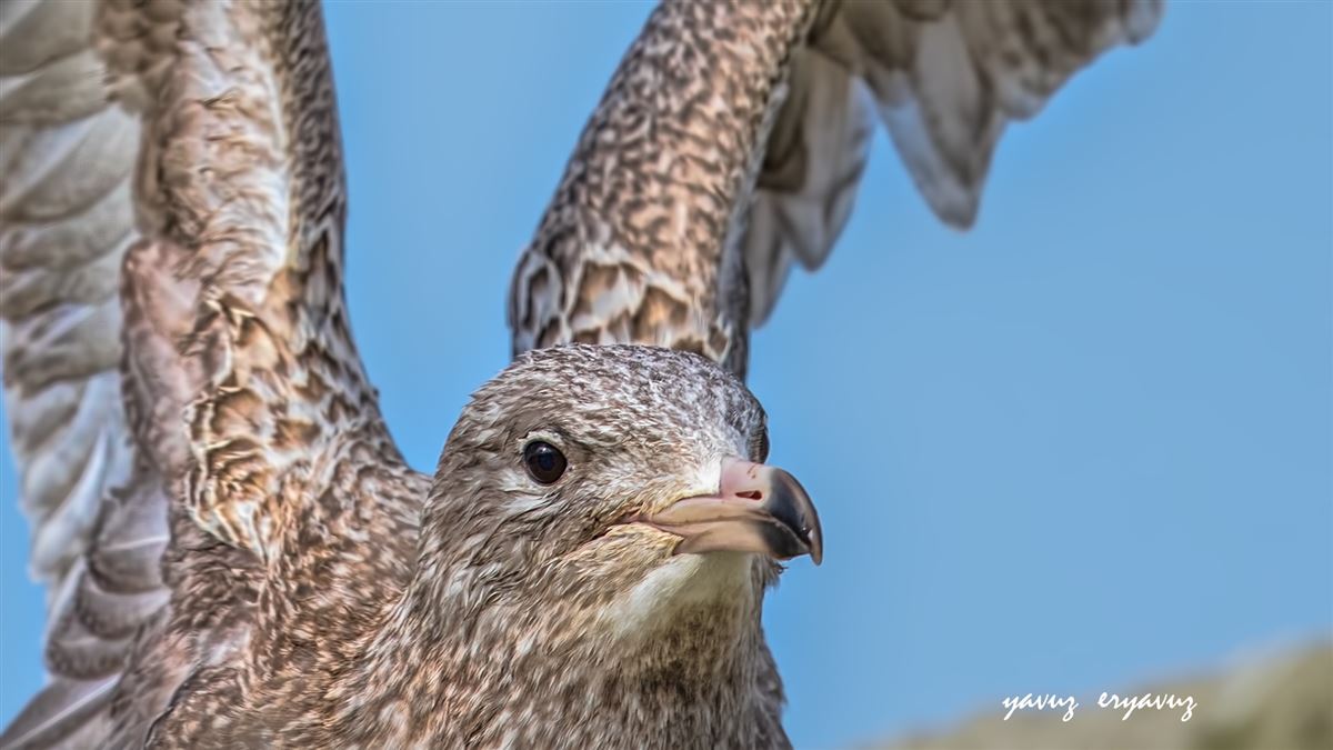 Glaucous Gull
