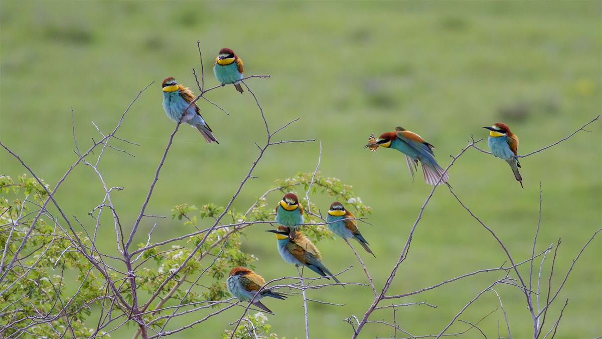 European Bee-eater