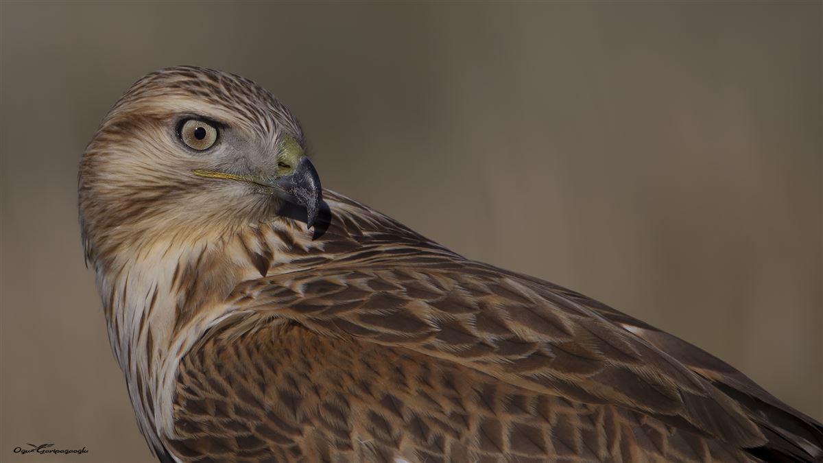 Long-legged Buzzard