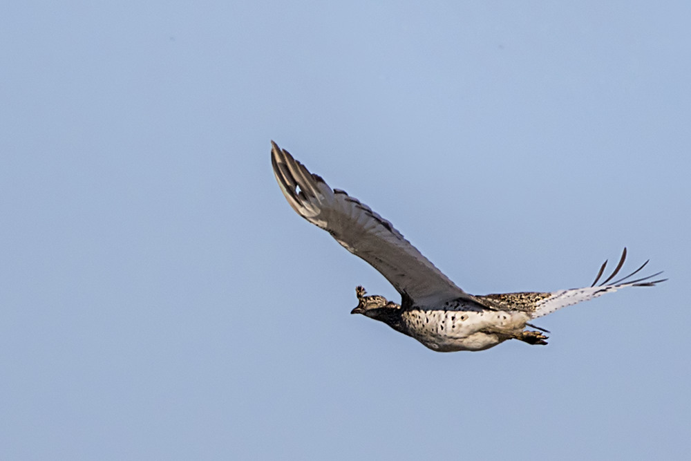 Little Bustard
