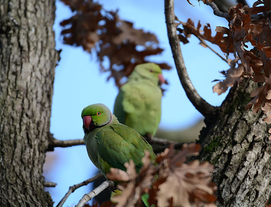 Rose-ringed Parakeet