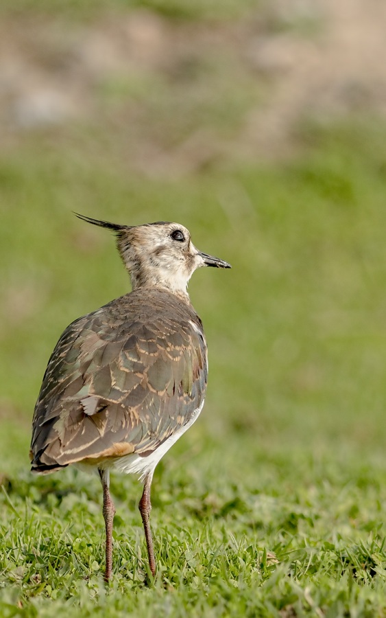 Northern Lapwing