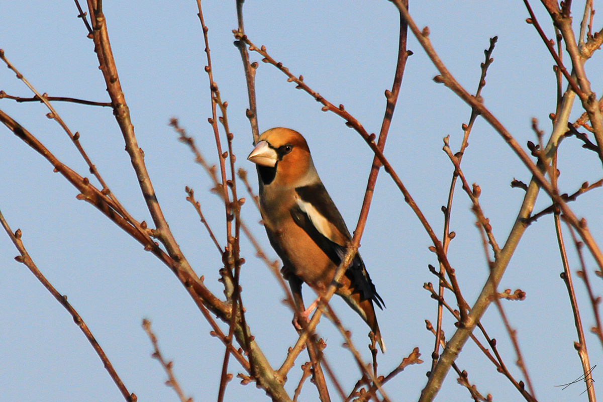 Hawfinch