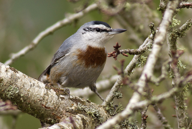 Krüper`s Nuthatch