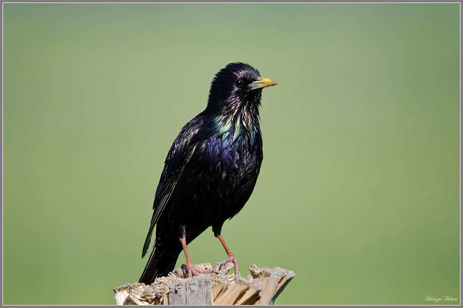 Common Starling